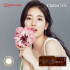 Clalen Iris Suzy Brown 秀智啡 (日拋)